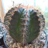 Melocactus_bahiensis